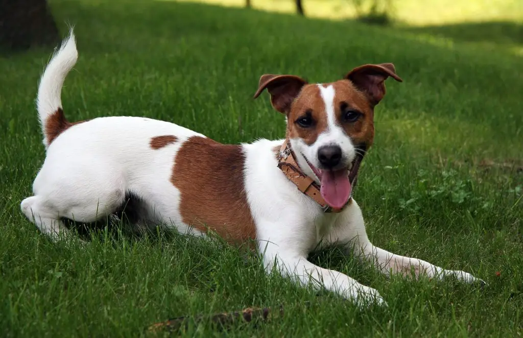 cane più aggressivo
