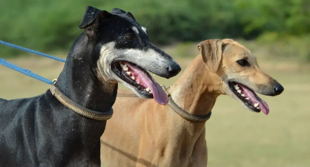 cani piccoli e magri