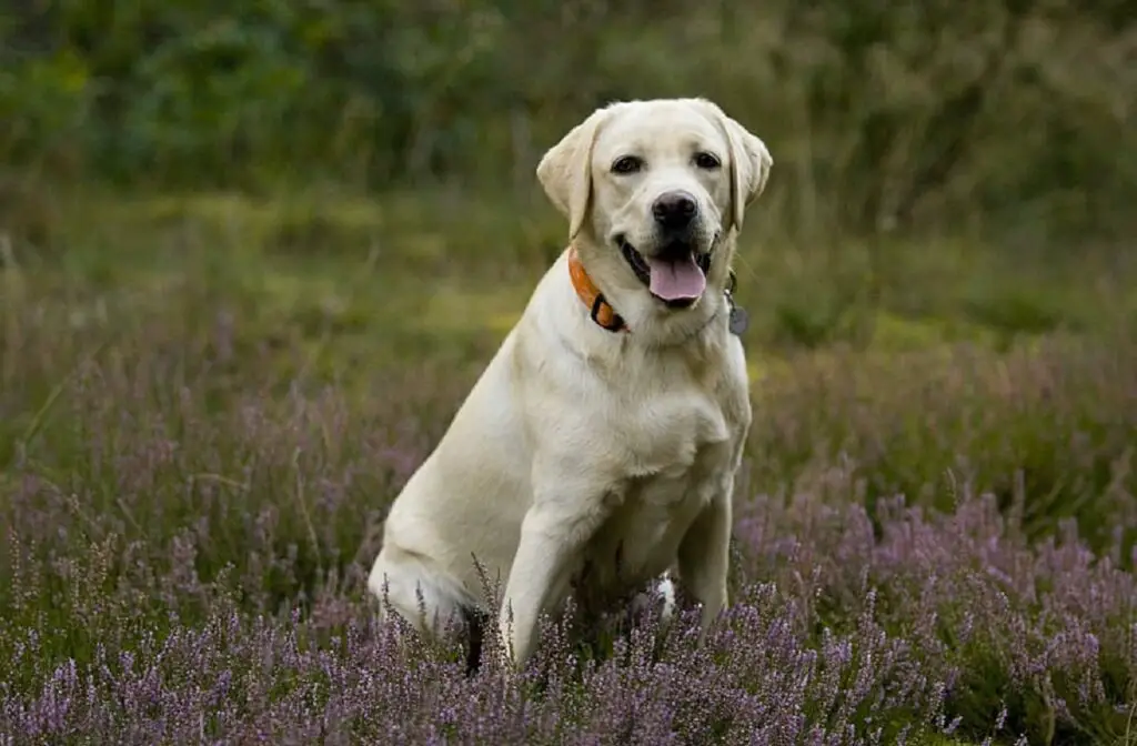 i cani più intelligenti del mondo dei cani