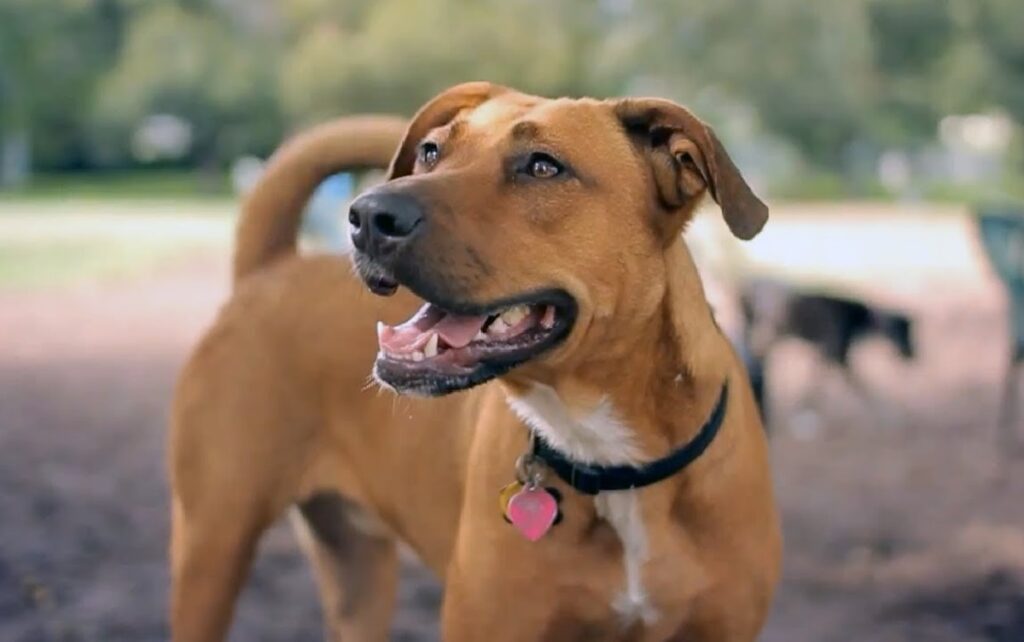 Miscela Labrador x Pitbull