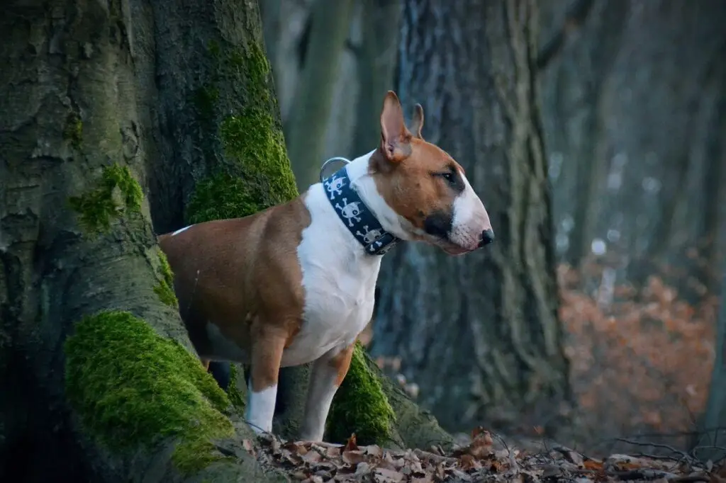 Cani a pelo corto di taglia media 