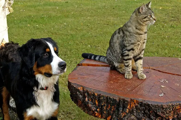 perché le persone rubano i cani
