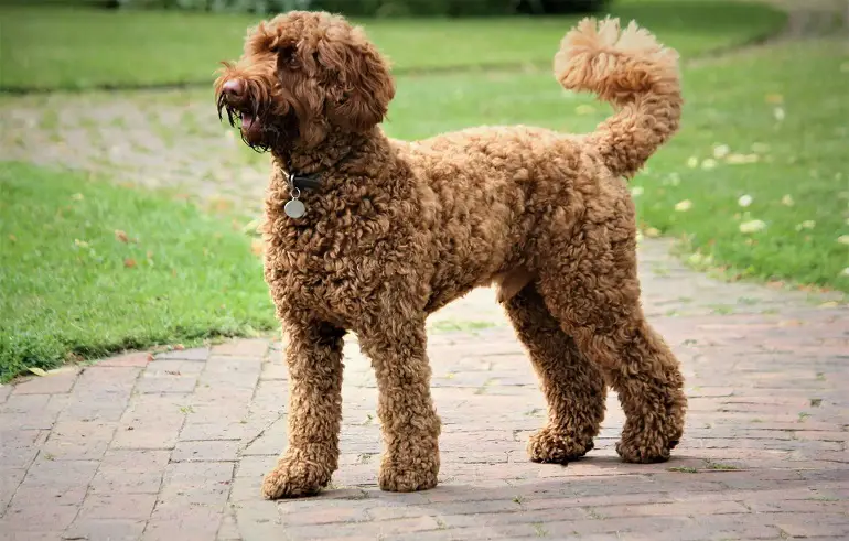 quanto è grande un mini labradoodle
