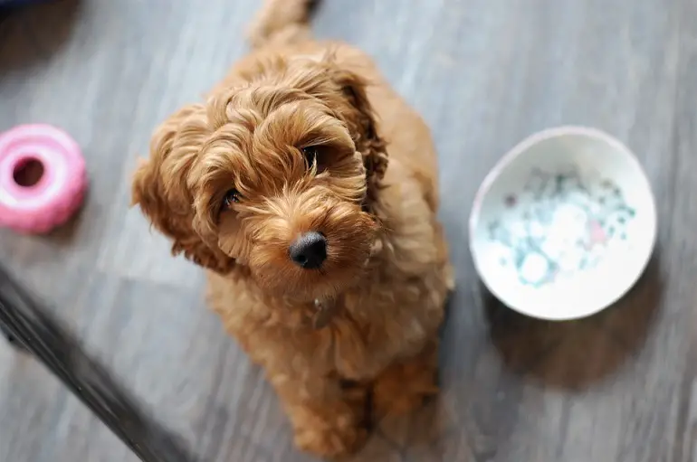 labradoodle piccolo
