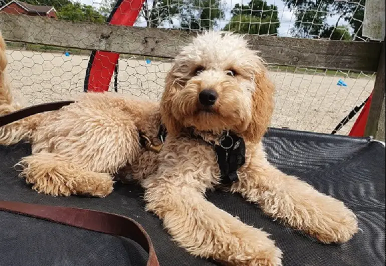 labradoodle piccolo
