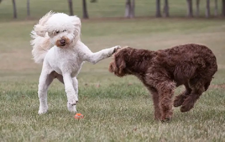 temperamento mini labradoodle
