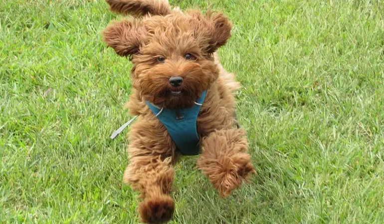 immagini di labradoodle
