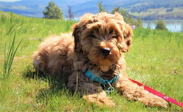 Mini Labradoodle feature image