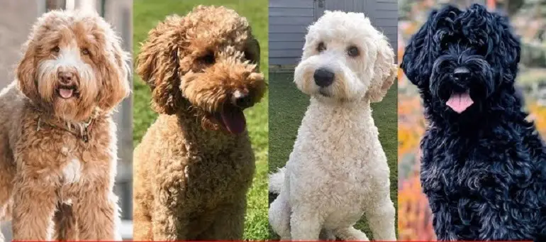 sono labradoodle in miniatura ipoallergenici
