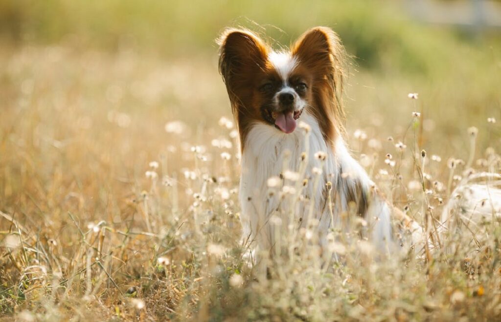 qual è la razza di cane più intelligente?
