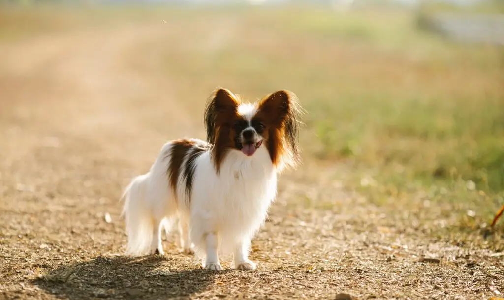 tipi di spaniel
