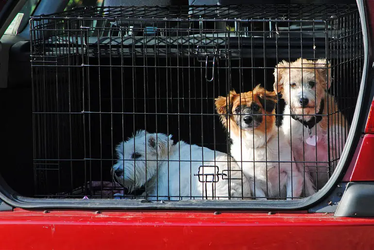 animale domestico rubato o smarrito 