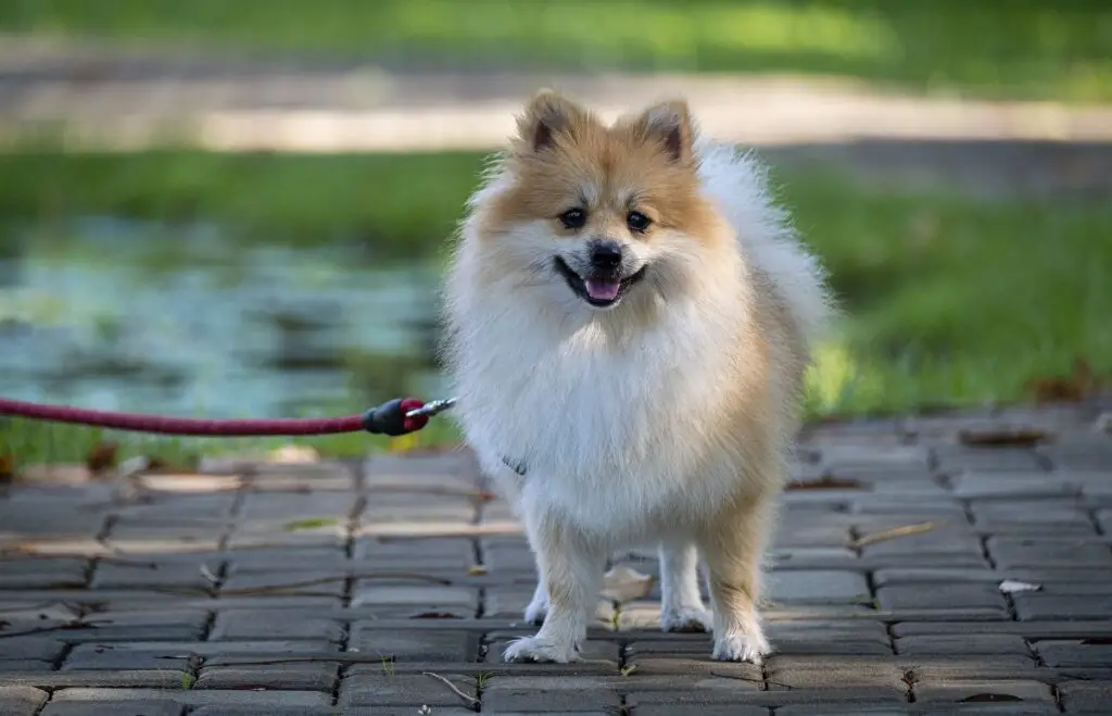 Pomerania