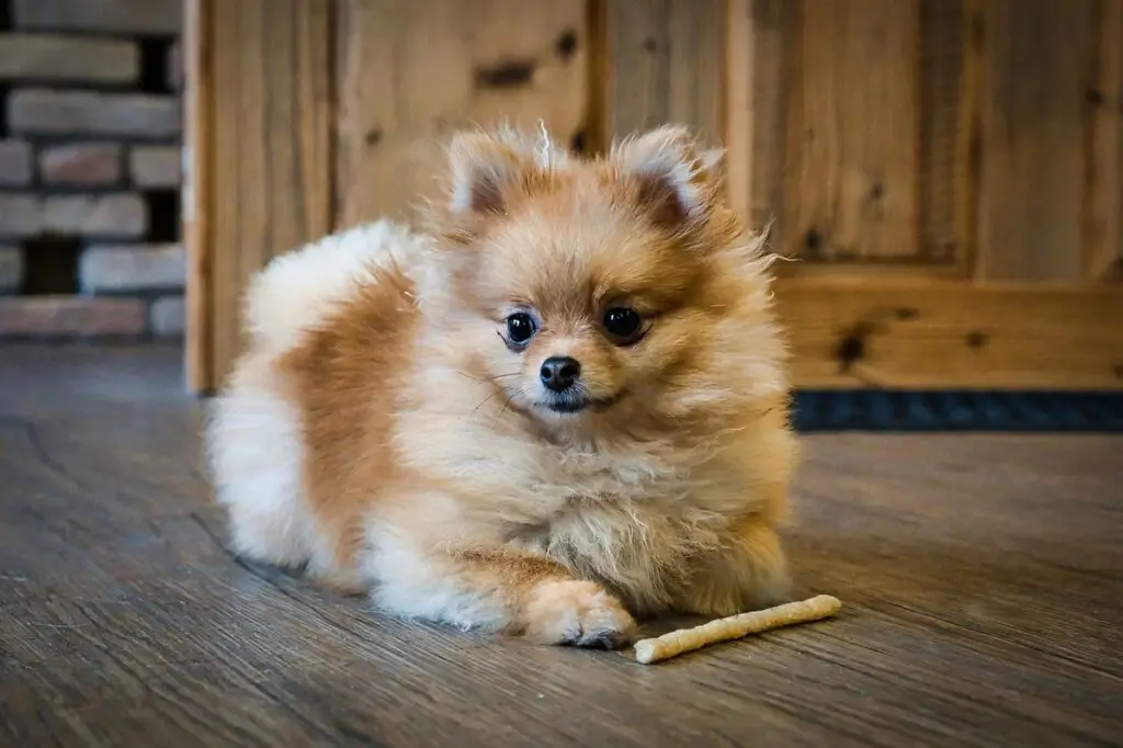 Pomerania