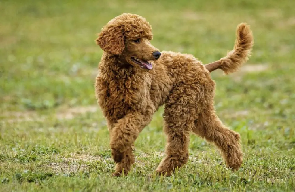 razza di cane più intelligente
