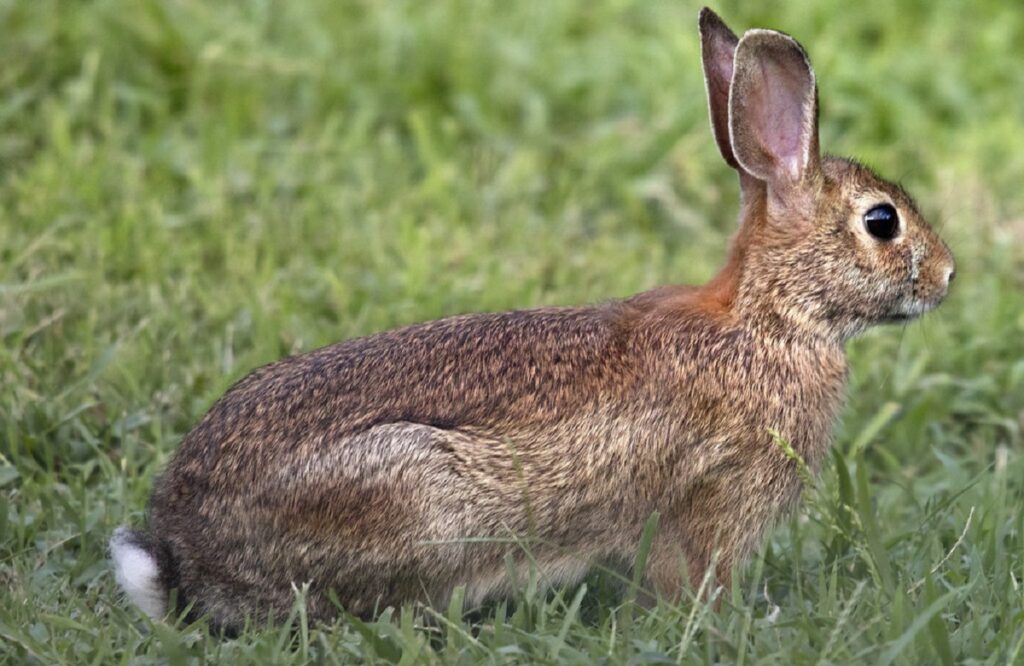 qual è l'animale domestico più popolare?
