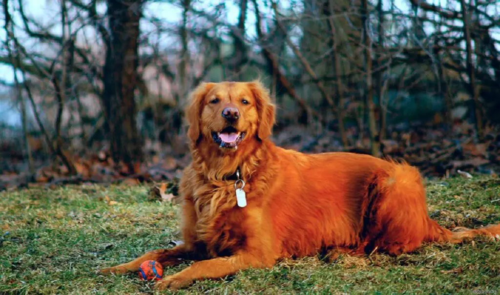 Retriever dorati rossi