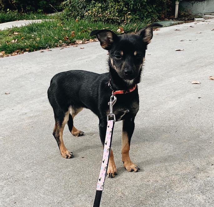 Miscela di Chihuahua Rottweiler