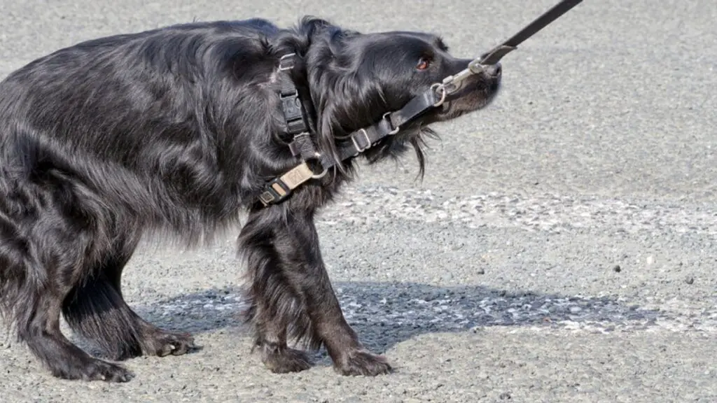 addestrare il cane a camminare al guinzaglio
