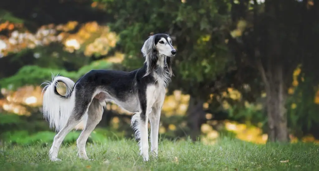 razze di cani piccoli e magri