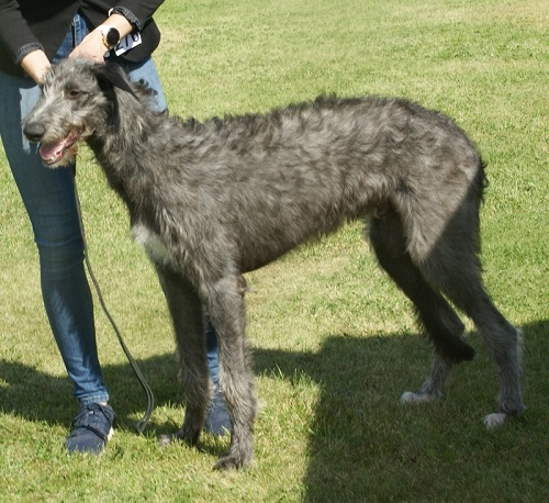 foto di cani di grossa taglia
