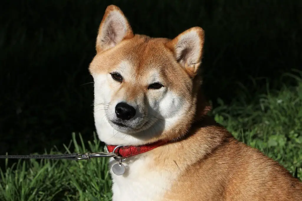 razze di cani di piccola taglia che non abbaiano né perdono il pelo
