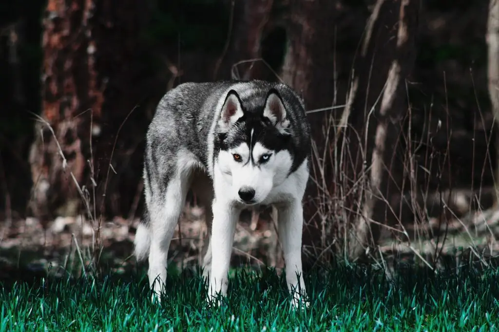 cane più forte
