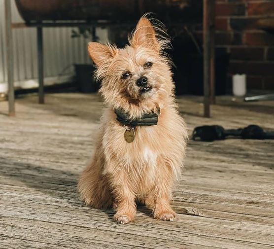 Terrier setoso x Chihuahua