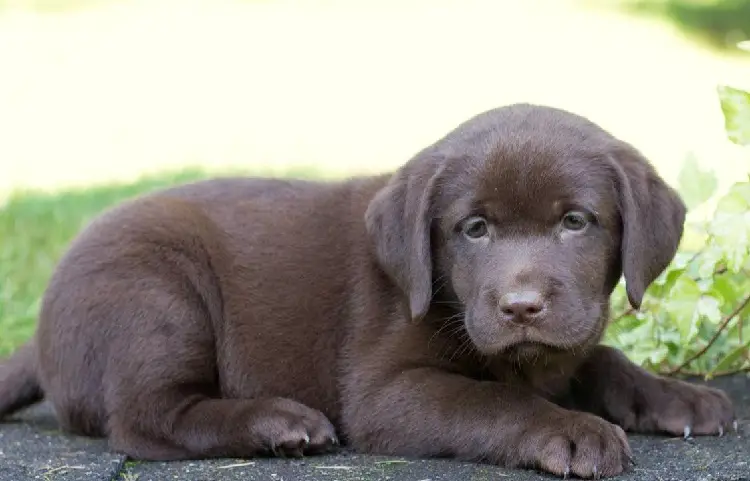 labrador d'argento