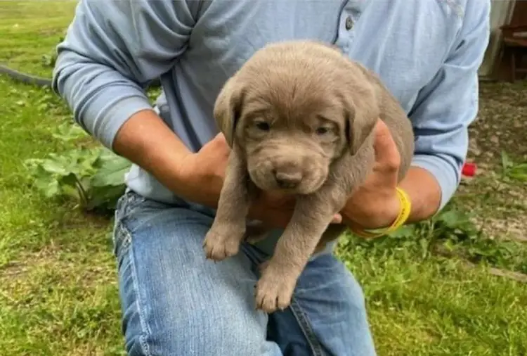 cucciolo da laboratorio d'argento