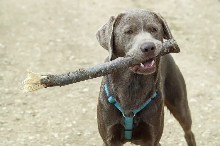 labrador grigio