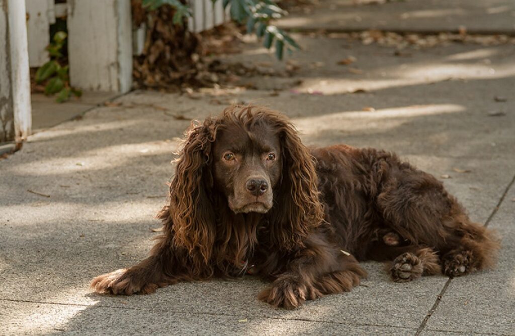 Cane da caccia spaniel