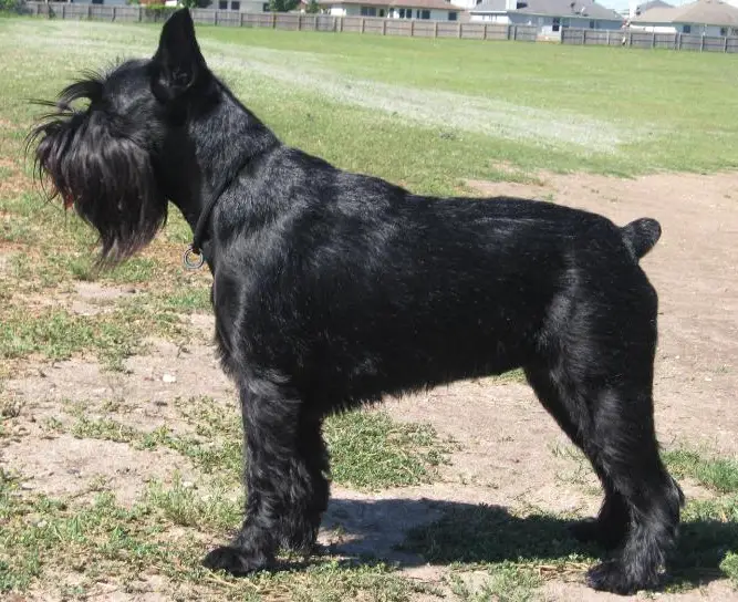 Schnauzer medio