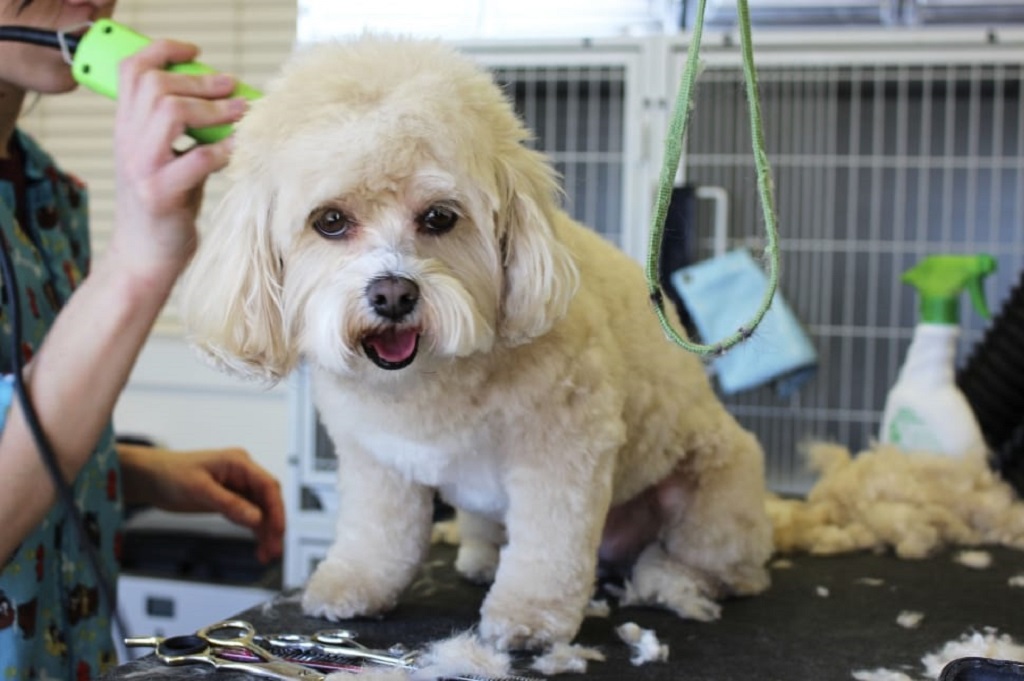 Prendersi cura di una razza di cane bianco