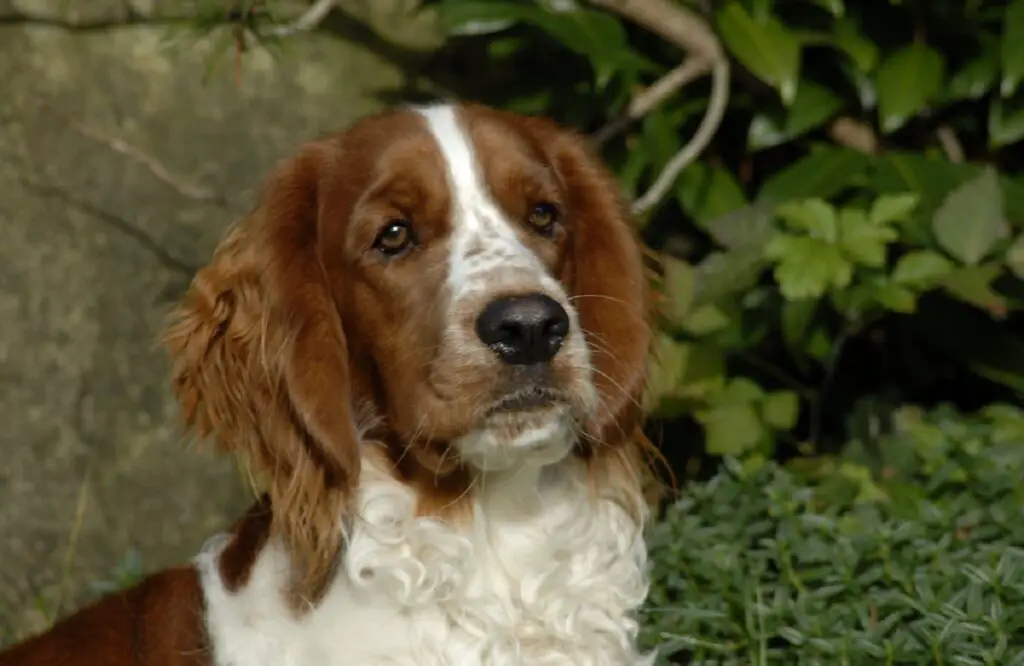 razze di spaniel da caccia
