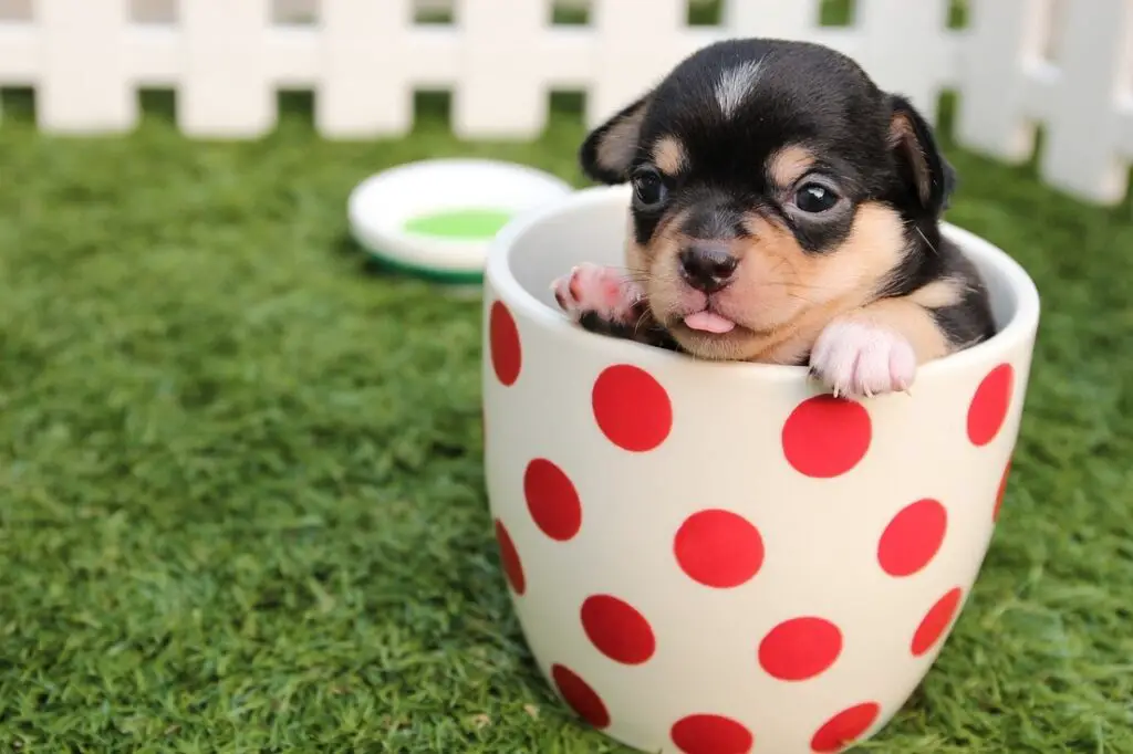 Cos'è un cane da tazza da tè