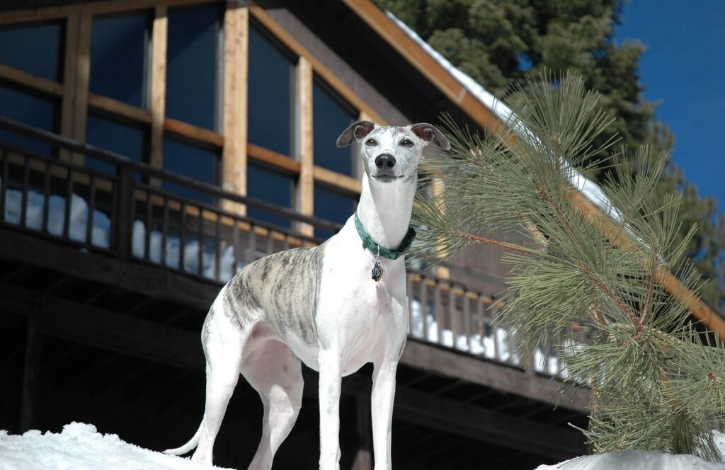 Razza di cane Whippet