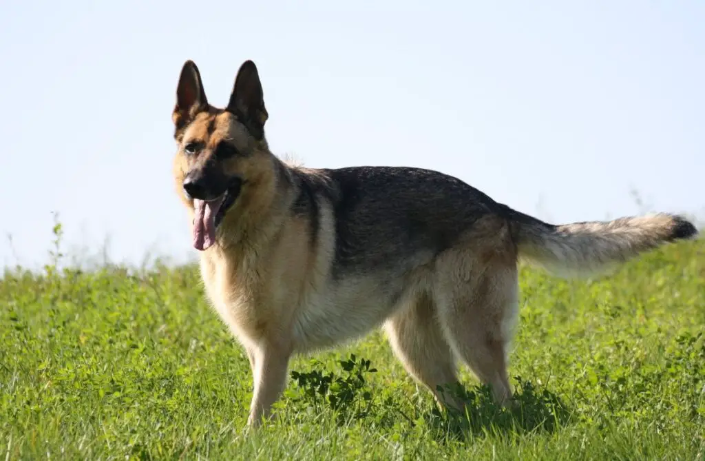 cane cattivo
