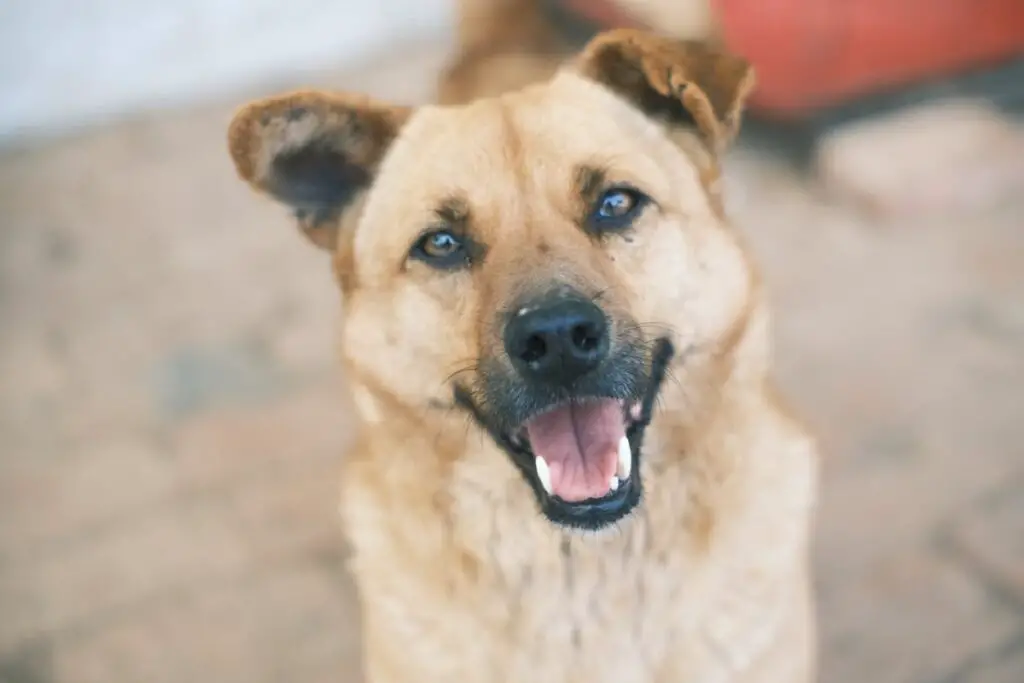 Elenco dei cani dell'Alaska
