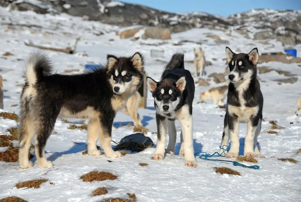 razze di cani dell'Alaska