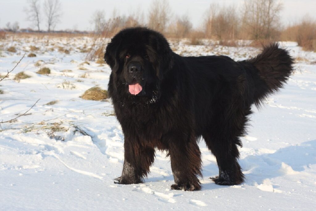 Bovaro del Bernese tutto nero
