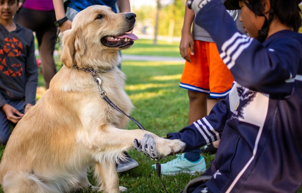 sono laboratori di golden retriever
