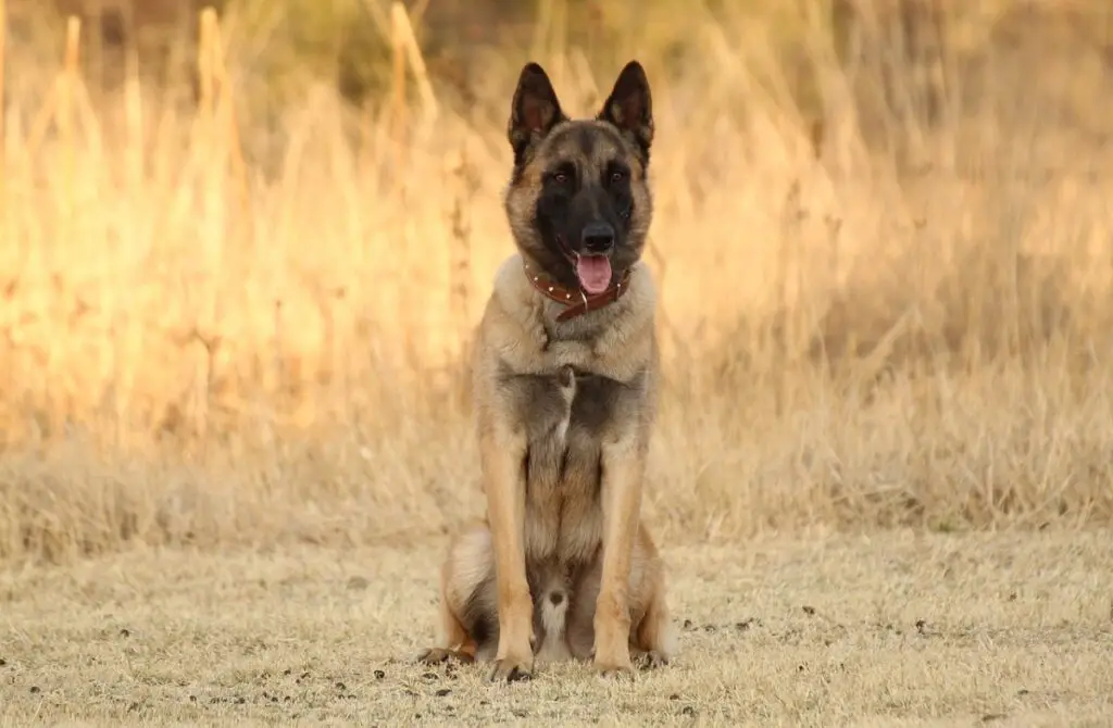 razze di cani dell'esercito
