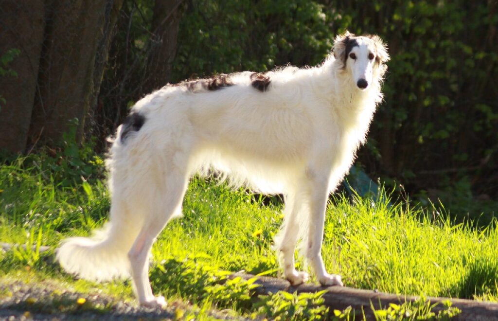 un altro cane
