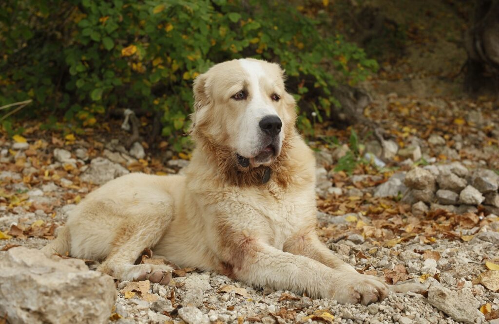 razze di cani asiatici
