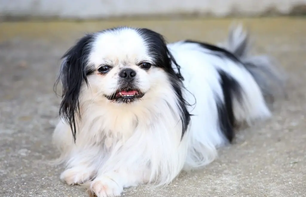 cane dall'aspetto asiatico
