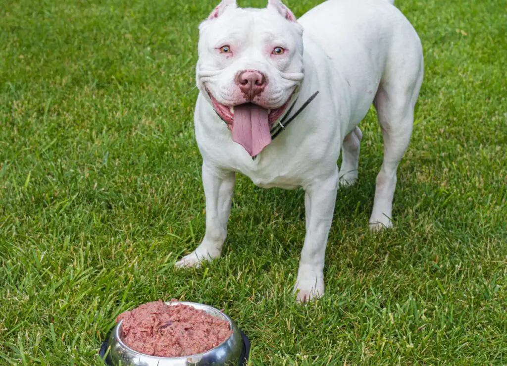 età media del cane di taglia media