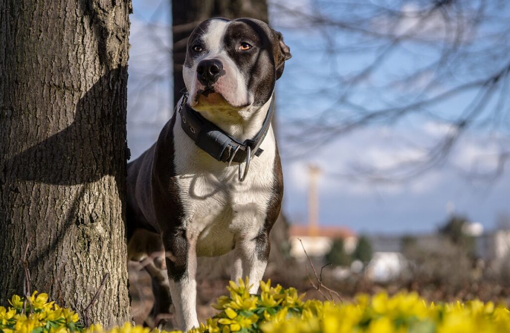 bellissimi cani di grossa taglia
