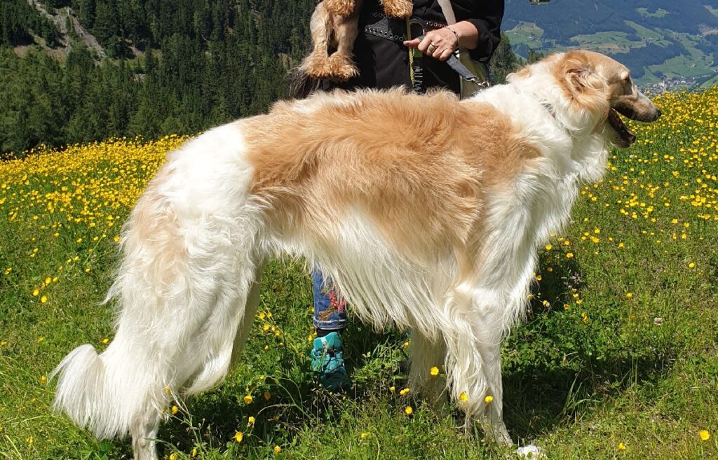 i migliori cani di grossa taglia
