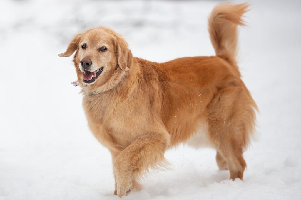 le migliori razze di cani di grossa taglia
